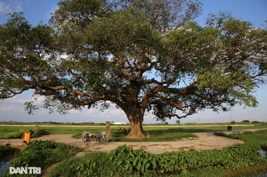 Cây muỗm 600 năm tuổi có nguy cơ chết khô vì bị quây bê tông quanh gốc