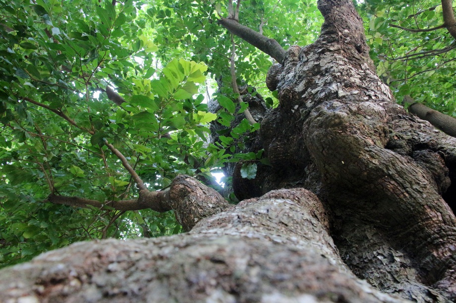 Ngắm cụ thị gần 500 năm tuổi vẫn xanh tươi, sừng sững