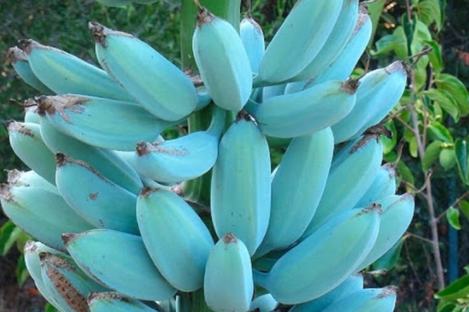 Thực hư giống chuối xanh biếc, vị ngon lạ thường, giá hơn 2 triệu đồng/nải