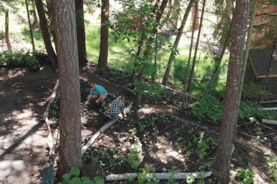 Cặp đôi tự trồng rau, nuôi gà, bắt cá, một năm không mua thực phẩm