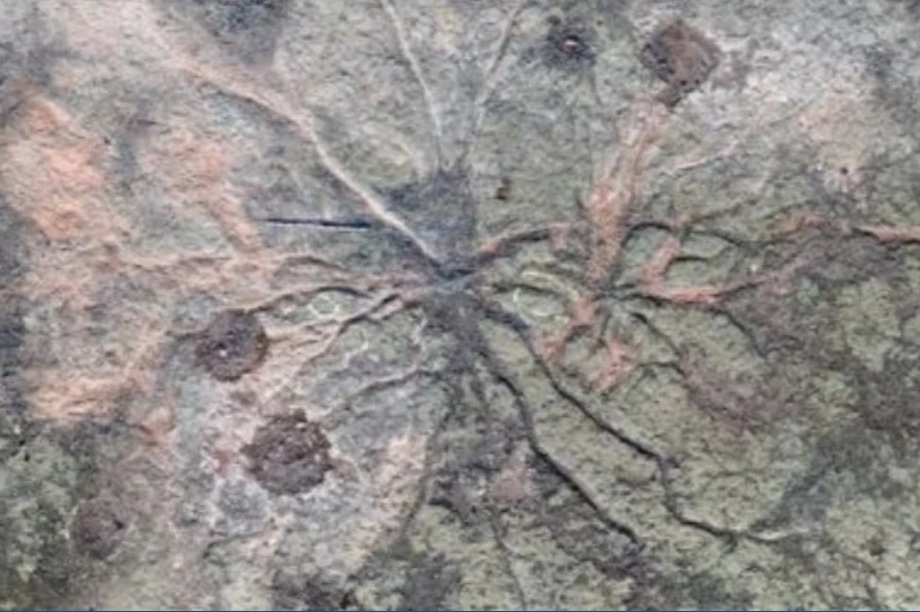 Khu rừng sớm nhất trên thế giới trông như thế nào?