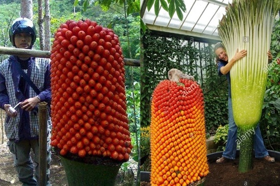 Hình ảnh cực hiếm khi hoa xác thối khổng lồ ra quả