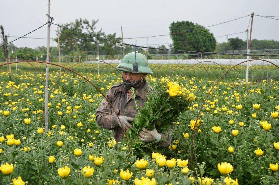 Người dân trồng hoa dè chừng trước vụ mùa lớn nhất năm