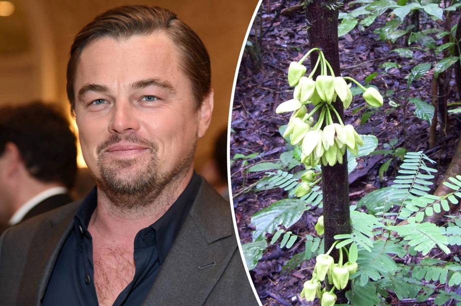 Tên của tài tử Leonardo DiCaprio được đặt cho một loại hoa rừng